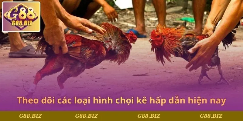 Theo dõi các loại hình chọi kê hấp dẫn hiện nay