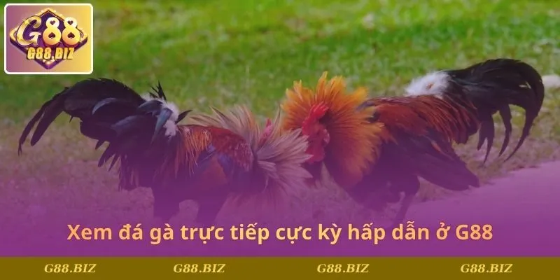 Xem đá gà trực tiếp cực kỳ hấp dẫn ở G88