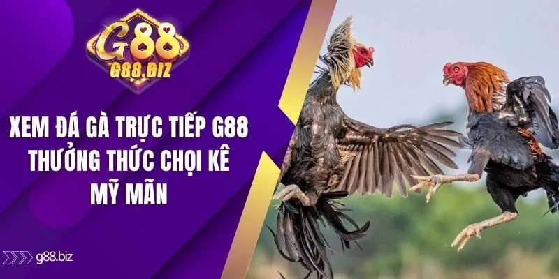 Xem đá gà trực tiếp